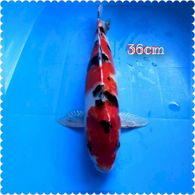 Sanke_36cm