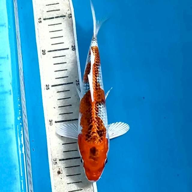 Kujaku, 23 cm