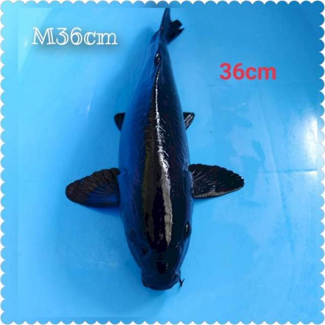 KARASUGOI_M36