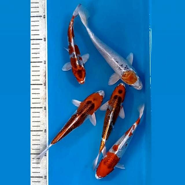 Paket kujaku, 18-22 cm