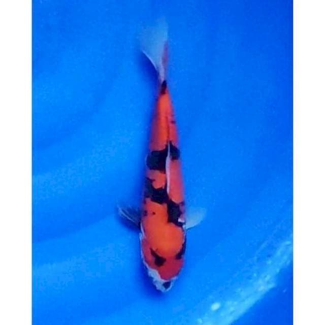 Hi Showa Doitsu 25cm (F)
