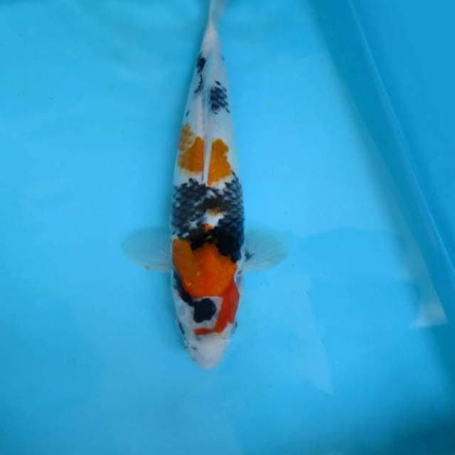 12. SUMI MARU SHOWA,-