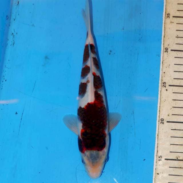 TOTOL TOTOL KOROMO