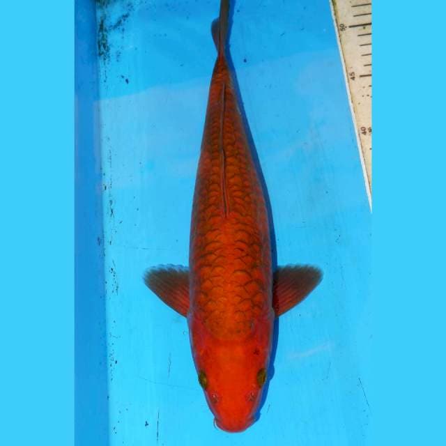 34cm ARAGOKE CHAGOI TEMBAGA JINAK