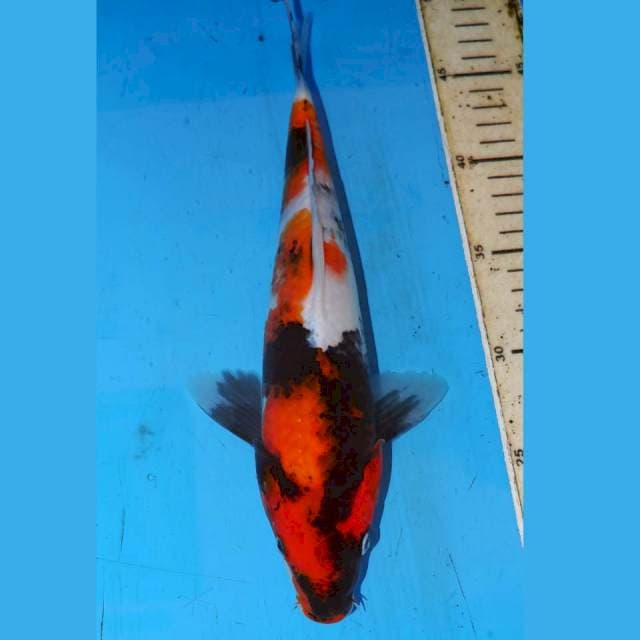 30cm KINDAI SHOWA MOTOGORO