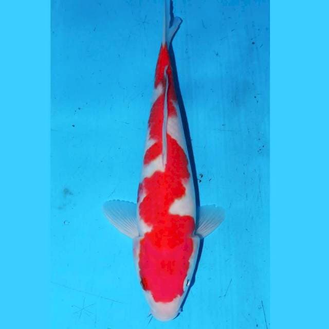 KOHAKU NAGA AIR