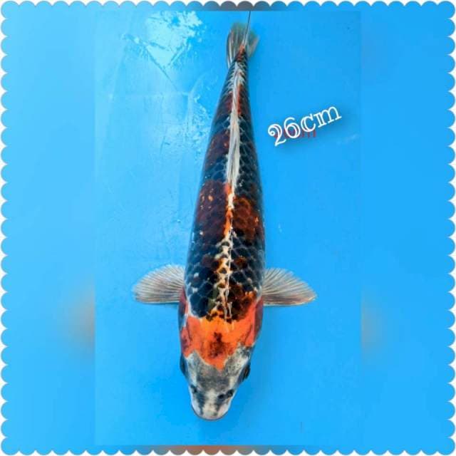 Kojaku 26cm