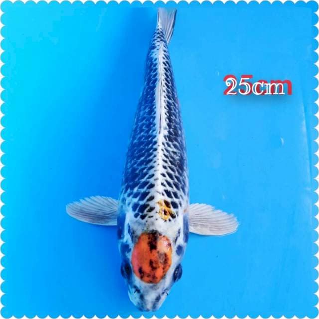 Tanco kojaku -25cm