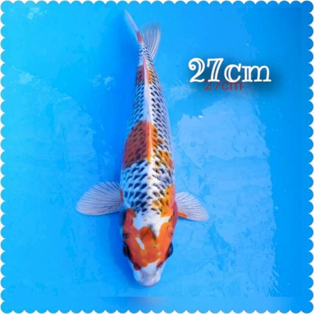 Kojaku -27cm