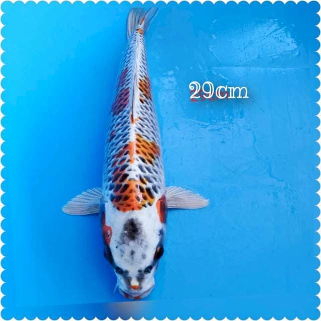 Kojaku-29cm