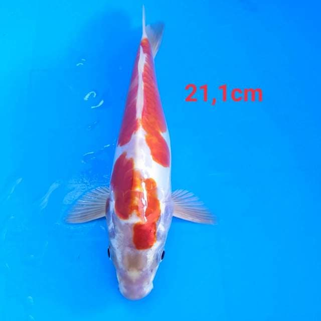 Kikusui 21cm
