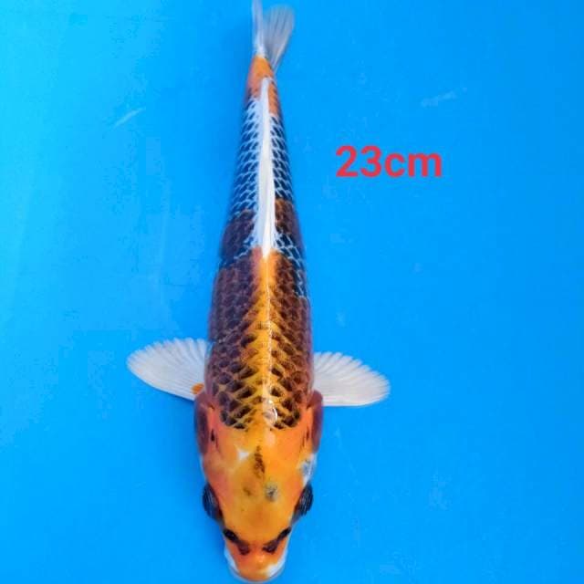 Kojaku 23cm