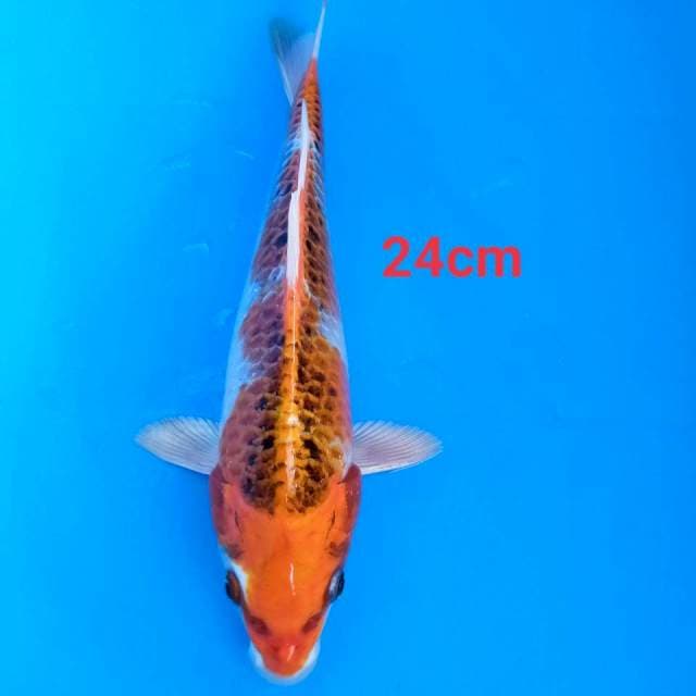 Kojaku 24cm