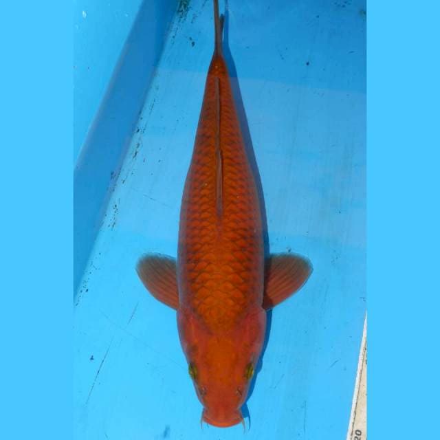CHAGOI TEMBAGA MURNI • 31cm