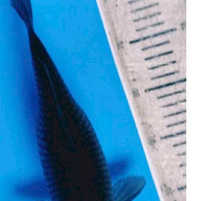 SARAGOI 29 CM
