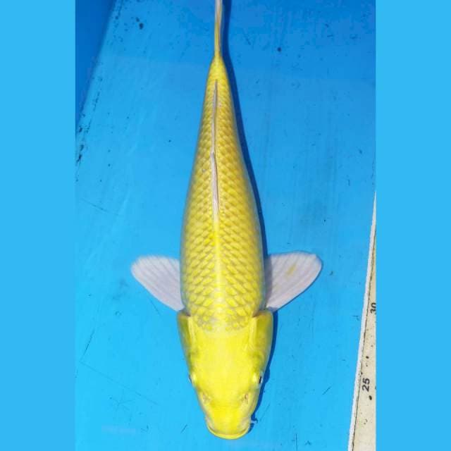 YAMABUKI OGON • 29cm