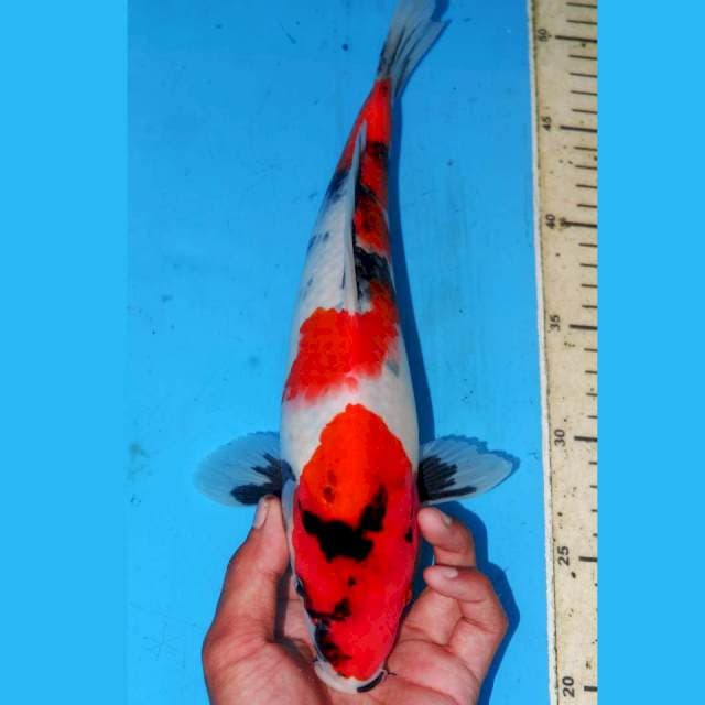 KINDAI SHOWA MOTOGORO • 31cm