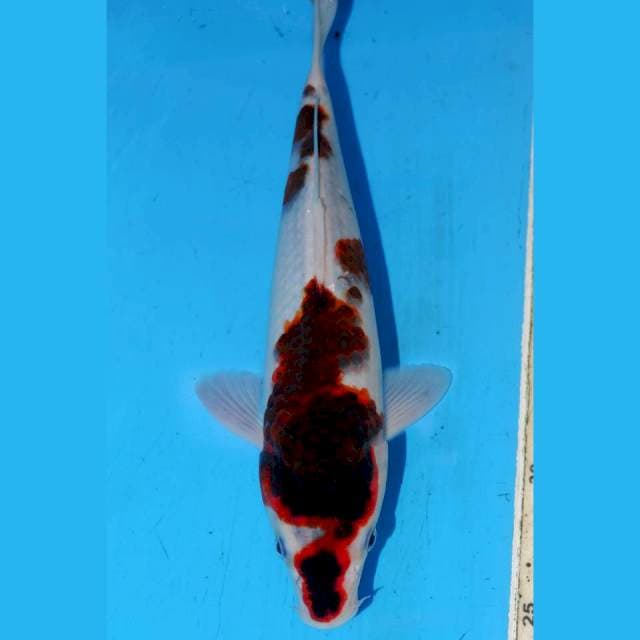 BUDO KOROMO • 24cm