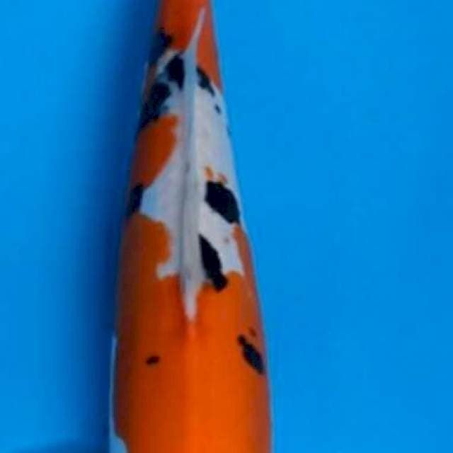 SANKE DOITSU 35 CM
