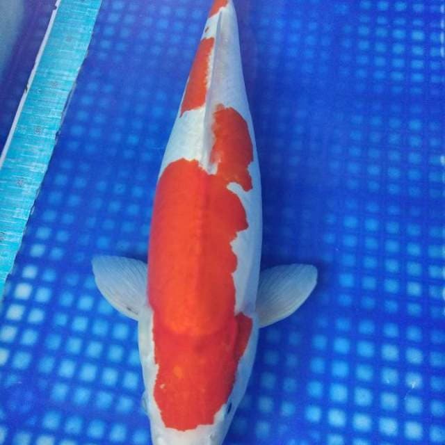 KOHAKU 46cm
