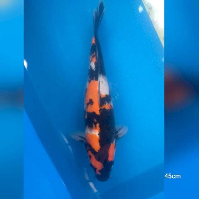 Jumbo Maruyama bloodline