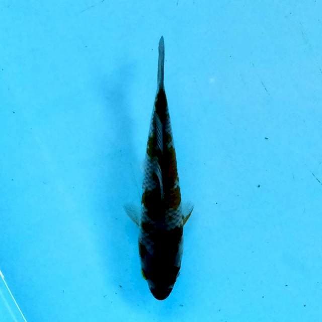 Ochiba 14 cm