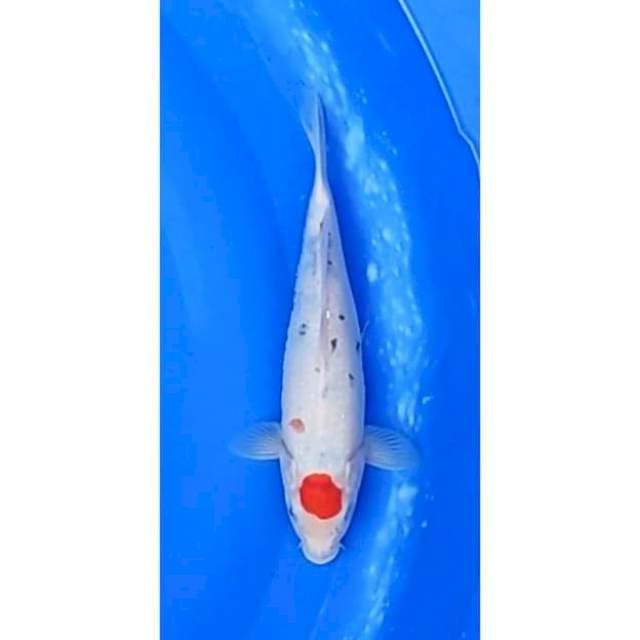 Tancho Sanke Original Patern 26cm (F)