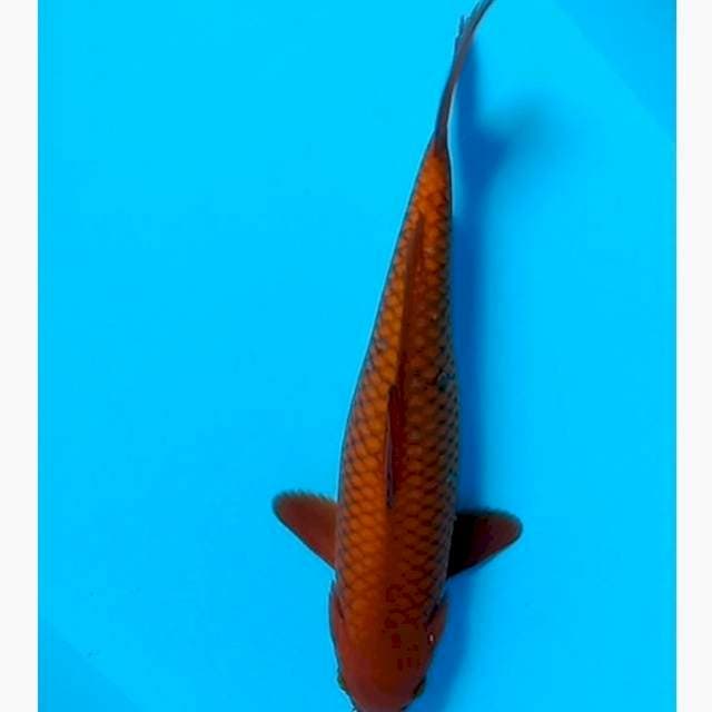 Chagoi tembaga