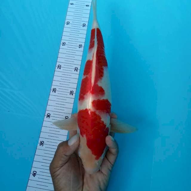 Kohaku 34 cm