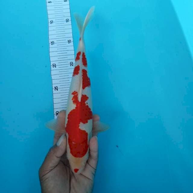 Kohaku strong 30 cm
