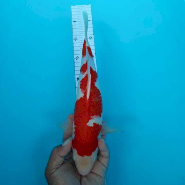 Kohaku strong 31 cm
