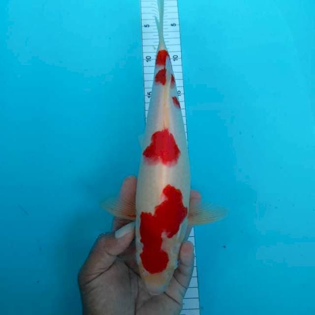 Kohaku 32 cm