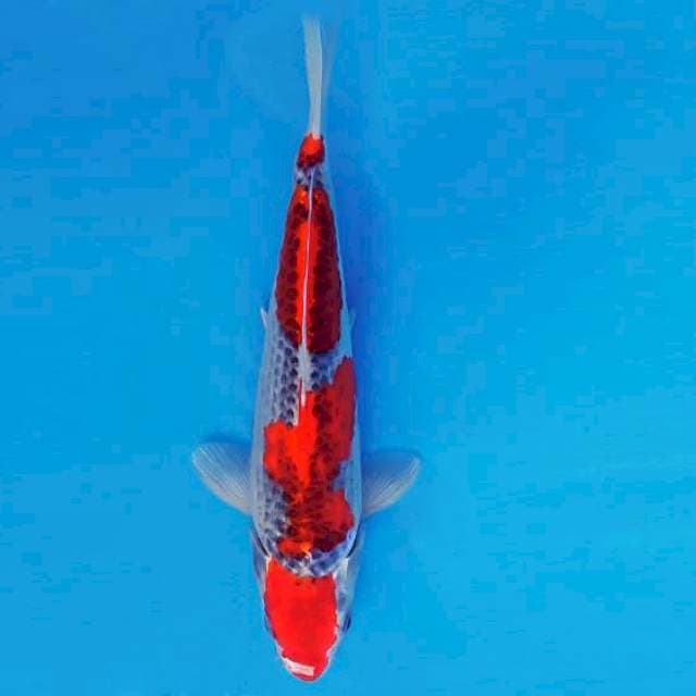 AKAGI 1 - GOSHIKI ®