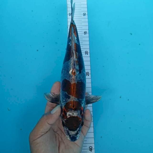 Kikuryu 29 cm