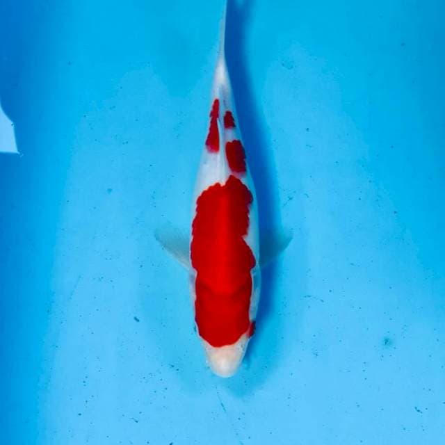Kohaku, 25 cm