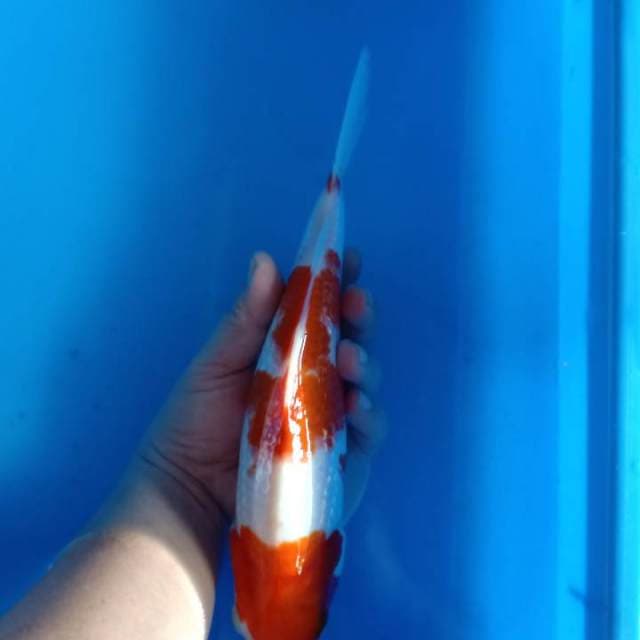 Kohaku ginrin 28cm