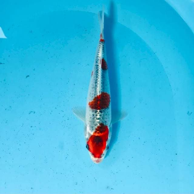 Goshiki, 25 cm