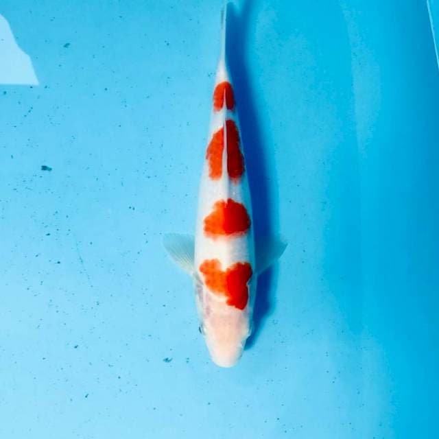 Kohaku, 27 cm