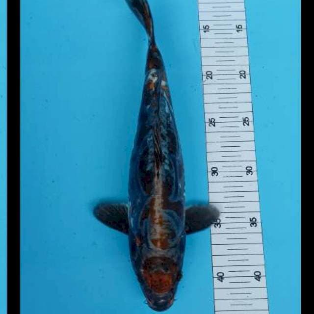 Kikuryu 30 cm