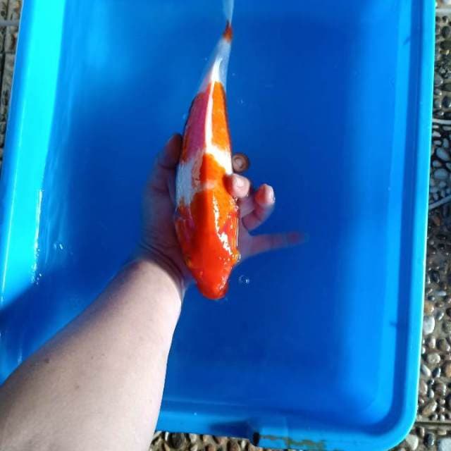 Kohaku 32cm