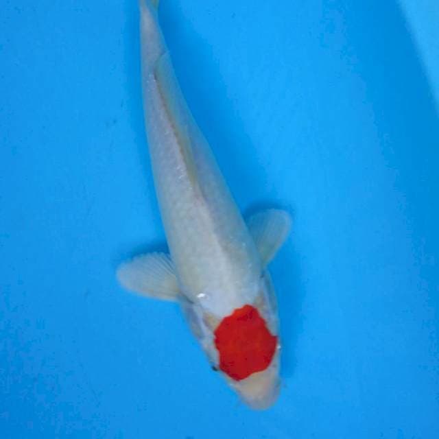 Original Tancho 30 cm