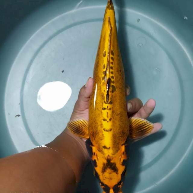 Doitsu Kin Matsuba size 34cm