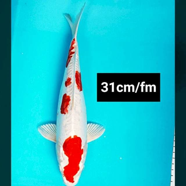 Kikushui 31cm