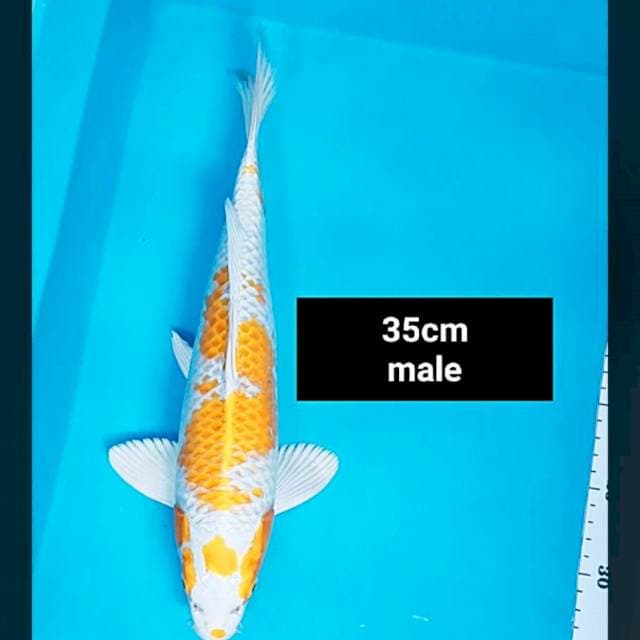 Hariwake 35cm male