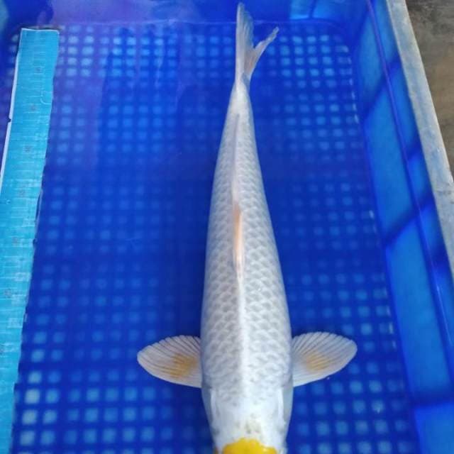 Tancho hariwake 46cm
