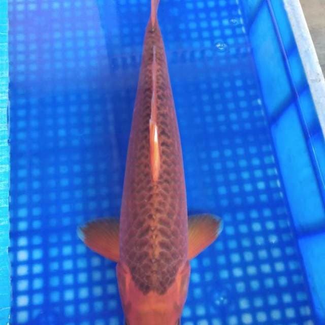 Hi Asagi 46cm