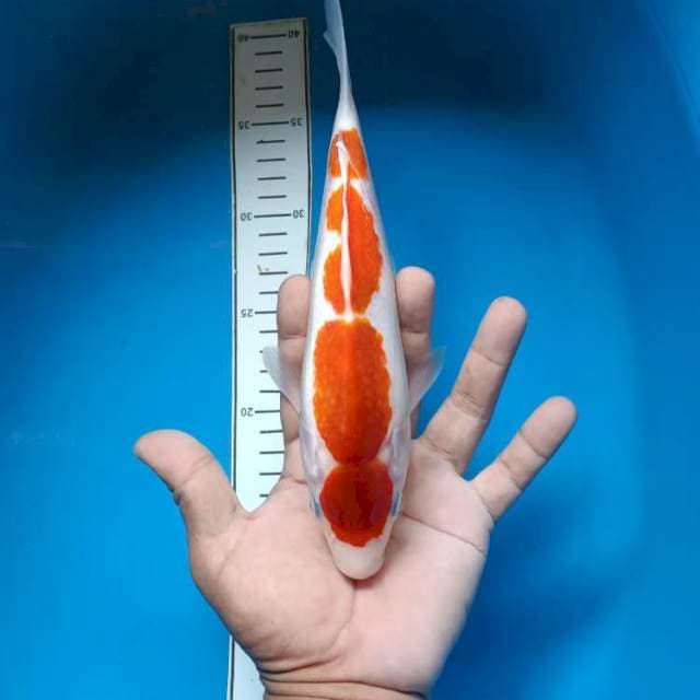 Kohaku halus