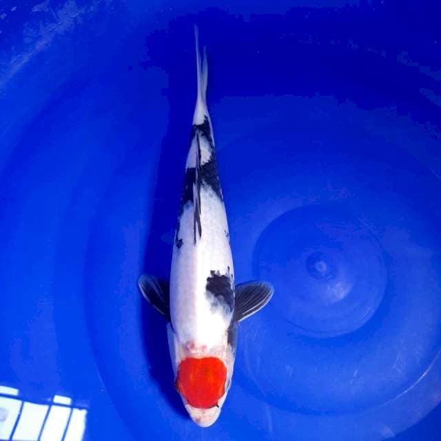 Tancho Showa 30cm
