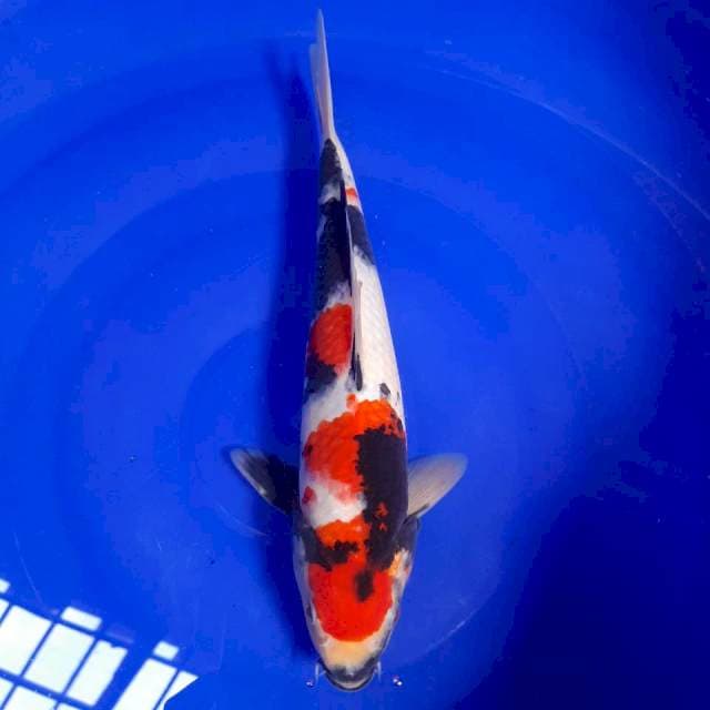 Showa 29cm