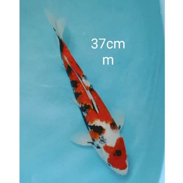 Maruthen Showa ginrin 37cm